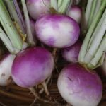 Turnip, Purple Top White Globe, Seed Packet