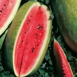 Watermelon, Congo, Seed Packet